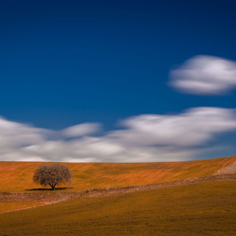 lonely-tree-photo